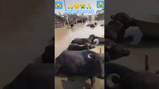 #biharbadhvideo#laharmaredhiredhire#floodvideo