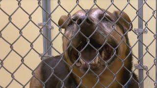 Siouxland Humane Society Receives Highest No Kill Shelter Award