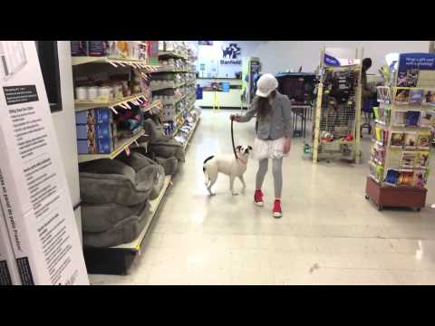 Zoe on the Go- PET OF THE WEEK WITH ZOE & SOPHIE