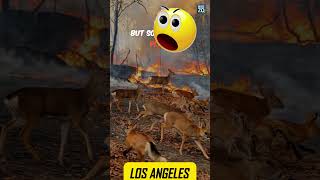 "Los Angeles Forest Fire Heroes 🦌🔥 | #losangeles #losangelesfire #trendingshorts #shorts #folktales