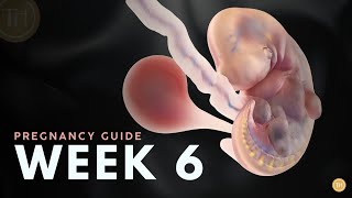 What to Expect at Week 6 | Week by Week Pregnancy Guide