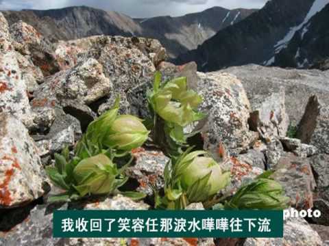 紅雪蓮 - 倪雅豐