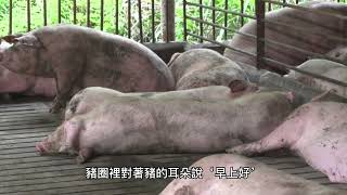 洗脑歌：这头猪不会说中文