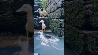 #flying #flyingduck #manitharav #muscovyducks #duck #babyflyingduck #muscovy