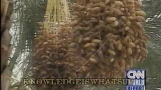 Algerian Dates, beautiful Algeria