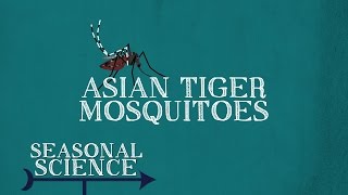 Asian Tiger Mosquitoes | Seasonal Science | UNC-TV