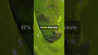 Types of Snakes: Green Tree Python 🐍 #memes #facts #shorts #shortsvideo