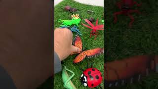 Bugs and Insects
