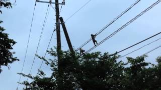【閲覧注意】驚愕！電線を高速移動する謎の動物