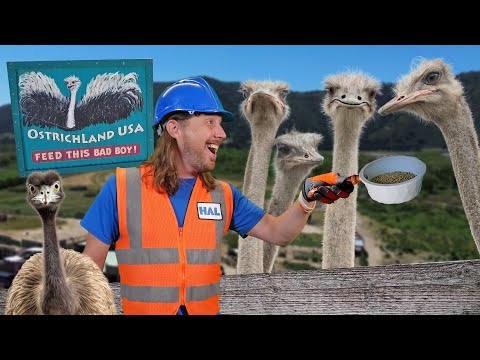 Handyman Hal visits Ostrich Land USA | Awesome Animals for Kids #discoverbuellton