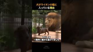 Why is the dog in the lion's cage?