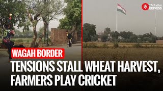 Border Tensions Between India And Pakistan Force Farmers Near Wagah To Halt Wheat Harvest