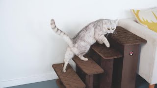 PetPals Zoso (PP220304) Play Video