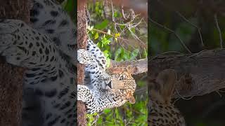 #amazingwildlife #leopard #girnationalpark #bbcdocumentary #wildlife #animals #wildlifephotograph