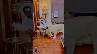 White lion #lion #mian #tiger #miansab #love #mianfaisal #animals #petlover #rap #music #fyp