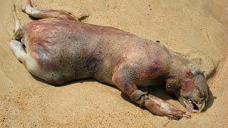 海岸に打ち上げられた信じがたい謎の生物9選