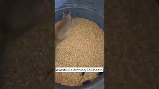 Akastuki Catching Tail beasts 😂😂 #funny #shorts #naruto #trending