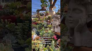 This Nursery Has INSANE Succulents! 🌵🤯 #Succulents #CactusLovers #PlantShopping