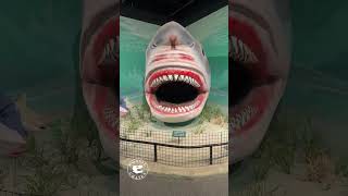 Face to Face with Megalodon! Life-Size Head for #Sharkweek2025
