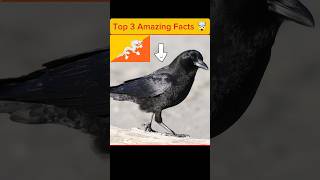 Top 3 Animals Amazing Facts 🤯 #facts #amazingfacts #factshorts #animals