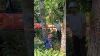 Felling Trees