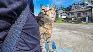 【人懐っこすぎ注意】湯島で港に座ったら猫が猛ダッシュで寄ってきた件🐾💨