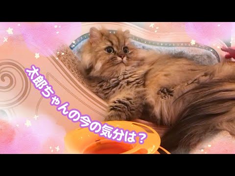 【おもちゃもいいんだけどにゃん‥】今の気分は遊びよりも‥★