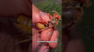 Why Do We Hate Wasps But Love Bees? 😨