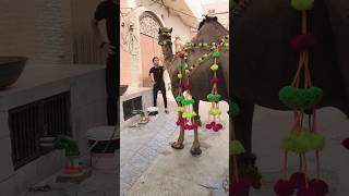 Camel Ki Demand To chek kro 😒 #2024 #camel #shortvideo #explore #viral #ytshort