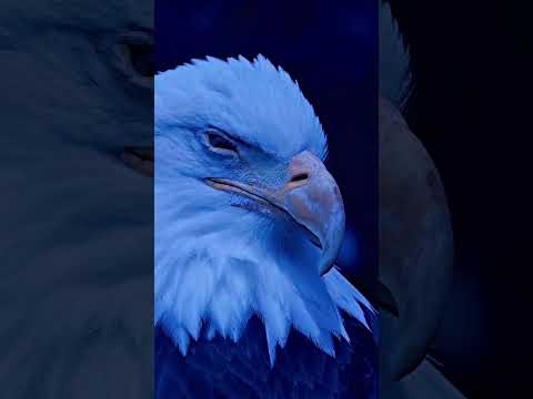 ENGLISH SADHGURU - INSPIRATIONAL MOTIVATIONAL EAGLE