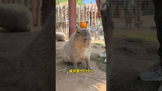 capybara 卡皮巴拉 全年齡段最會頂橘子的水豚竟然是🍊⁉️ #capybara #水豚 #水豚君 #卡皮巴拉 #呆萌 #cute #可愛い #萌寵 #療癒 #short