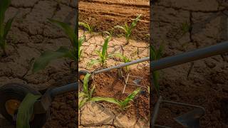 Amazing Farming Machine in Action 🚜💥 | JUST KD Agriculture | Part 333