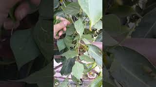 kaisa bhi daag Ho sem ke patte se theek ho jata#youtubeshorts #greenery #trendingshorts #trending☘️💚