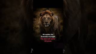 lion 🦁 will never eat grass🌿#1millionviews #lionlife #lionquotes #shorts #feedshorts