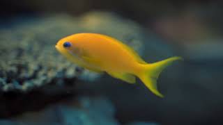 Aqua Guard - Aquarium Water Quality Monitoring System