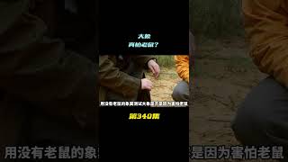 据说大象害怕老鼠。 #科学 #遊戲 #知识探索