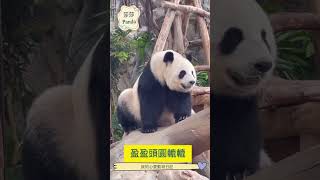 [大熊貓🐼之旅】香港熊貓競選冠軍🏆係：「盈盈態貓」 #panda #cutepanda #zoo #10月21日 #8月15日 #cute #animals #10月17日 #8月5日