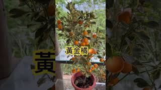 黃金橘🍊，看起來很漂亮，但不便宜耶😂#黃金 #橘子 #漂亮#兒童節