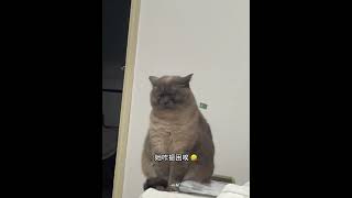 Chú mèo con trông buồn thiu #learnchinese #cat #pets #funny