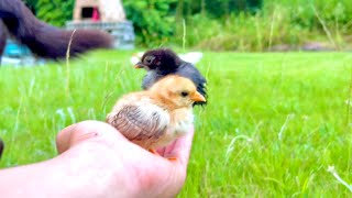 実は極小ヒヨコはこれが大好きだったようです