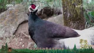 《秘境之眼》 褐马鸡 20250804 | Nature Talks · 生逢其境