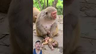 funny monkey video #vairal #animals #funny #comedy #trending #shorts #short #comedy #vairalvideo #yt