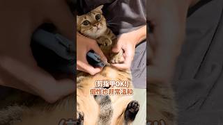 救救像狗狗一樣溫和撒嬌一直被欺負的貓貓🥺 #浪大利