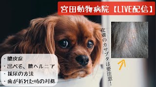 宮田動物病院 ライブ配信【MAHチャンネル】