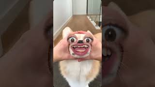 Puppy funny #puppy #corgi #funny #cutedog #pets