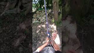 Srt trick ART blackbird #climbing #treeclimbing #ropeaccess #climb #arborist