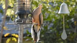 'M' is for Mourning Dove
