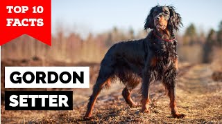 Gordon Setter - Top 10 Facts