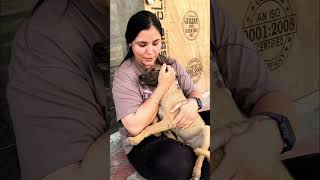Puppy love and care #puppy #puppies #dog #dogs #dogmom #doglover #doglovers #shorts