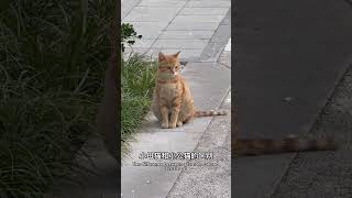 小橘妹妹真的是温柔又可爱😻 #cat #pets #cute #funny #funnycats #搞笑 #cutecat #animals #貓咪 #寵物